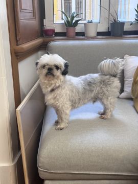Pension pour chiens