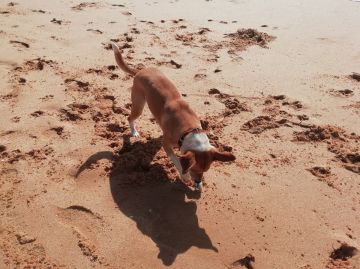 Hotel e Creche para Animais