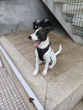Hotel para Cães - Animais