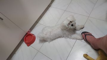 Hotel para Cães