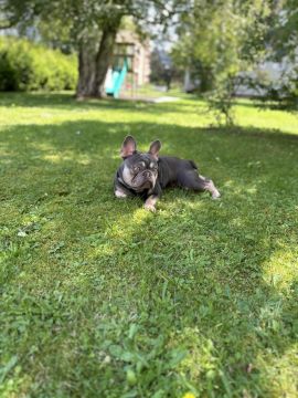 Dog Hotel