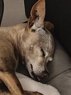 Hotel para Cães