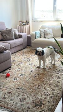 Hotel para Cães