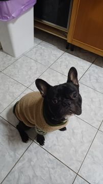 Hotel para Cães