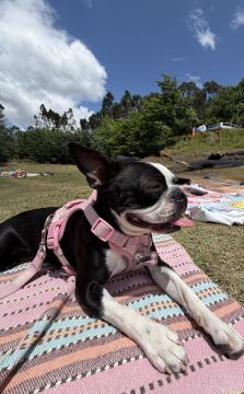 Hotel para Cães