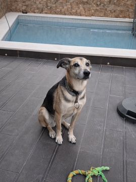 Hotel para Cães