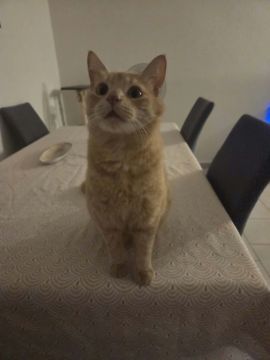 Hotel para Gatos