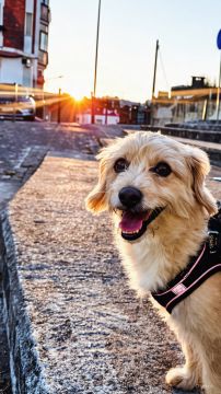 Hotel para Cães