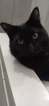Hotel para Gatos
