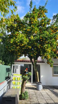 Tree Trimmer