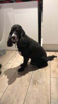 Pension pour chiens