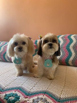 Hotel para Cães