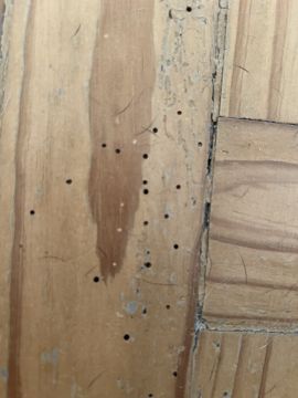 Exterminator - Home Improvements
