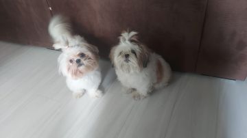 Dog Hotel
