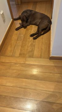 Hotel para Cães