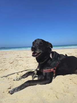 Hotel para Cães