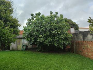 Tree Trimming and Maintenance
