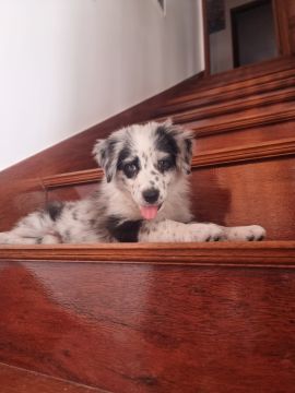 Hotel para Cães