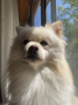 Pension pour chiens
