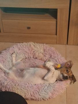 Hundepension