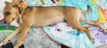 Hotel para Cães