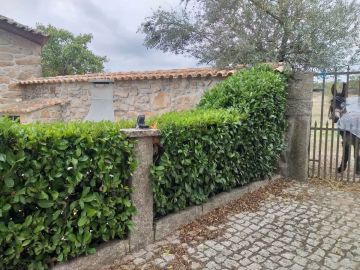 Poda y mantenimiento de árboles