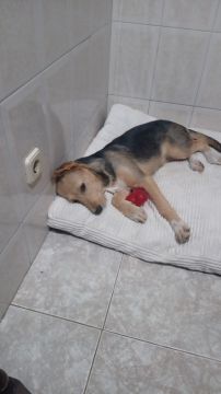 Hotel para Cães