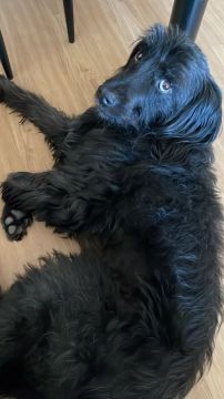 Hotel para Cães