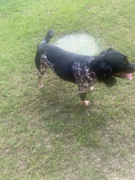 Hotel para Cães