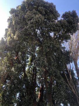 Poda e Manutenção de Árvores