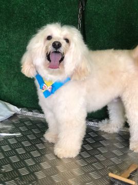 Hotel para Cães - Hotel e Creche para Animais