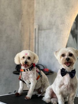 Hotel para Cães