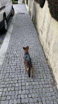 Hotel e Creche para Animais