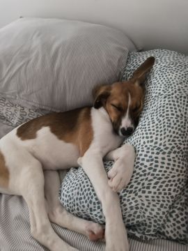 Dog Hotel