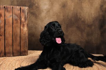 Hotel para Cães