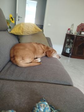 Hotel para Cães