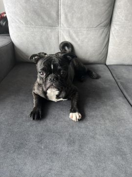 Hotel para Cães