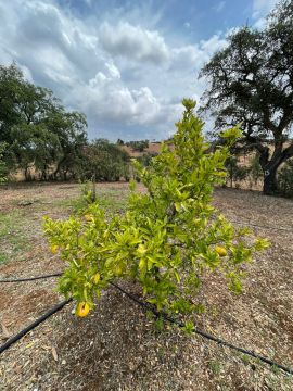 Jardinagem e Relvados