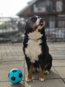 Hotel para Cães