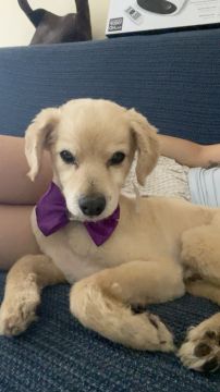 Hotel para Cães