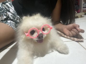 Dog Hotel - Pet Boarding and Daycare