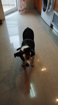 Hotel para Cães