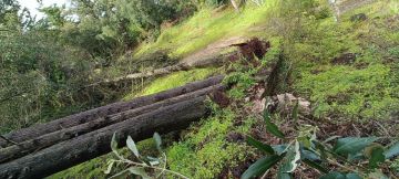 Tree Trimmer - Home Improvements
