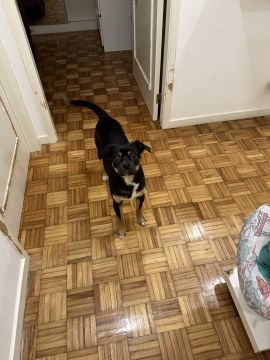 Hotel para Cães