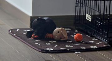 Hotel para Cães