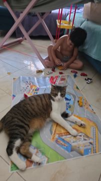 Hotel de Animais de Estimação