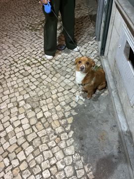 Hotel para Cães