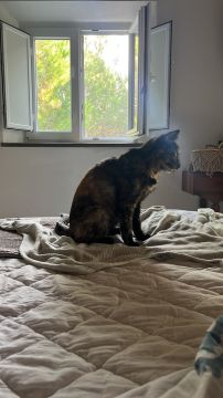 Hotel e Creche para Animais