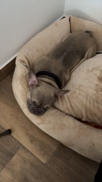Hotel para Cães