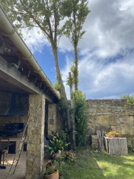 Poda e Manutenção de Árvores